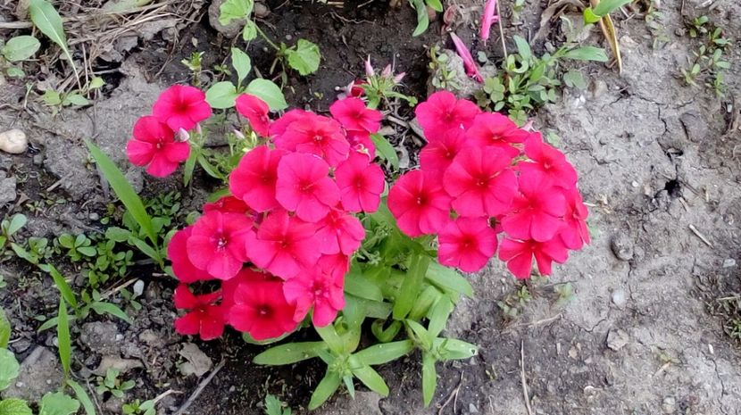  - Gradina Magura -Teleorman 2017