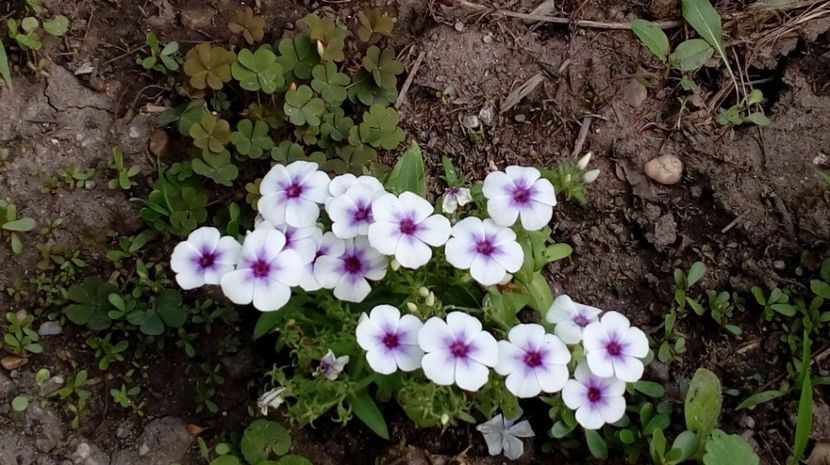  - Gradina Magura -Teleorman 2017