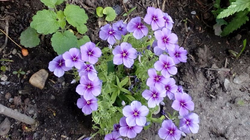  - Gradina Magura -Teleorman 2017