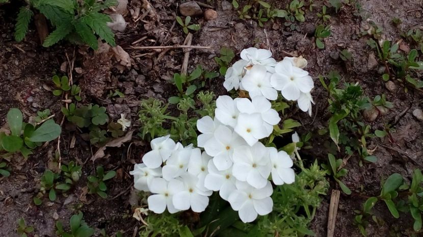  - Gradina Magura -Teleorman 2017