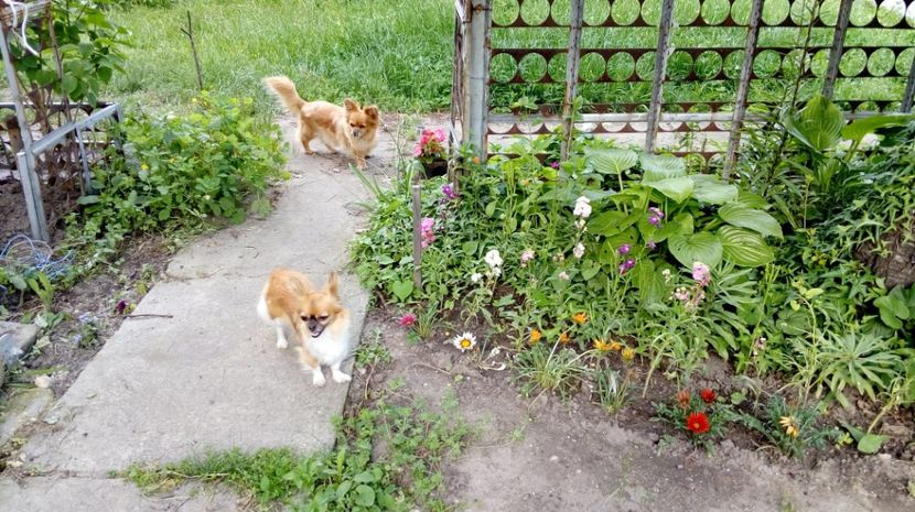  - Gradina Magura -Teleorman 2017