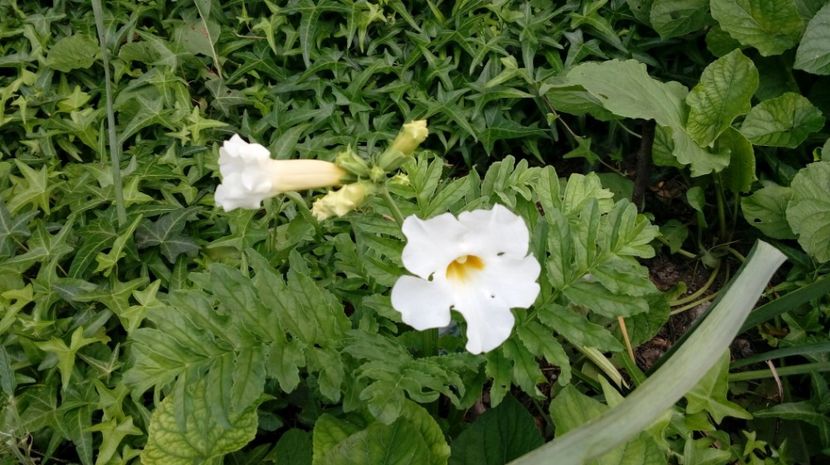  - Gradina Magura -Teleorman 2017