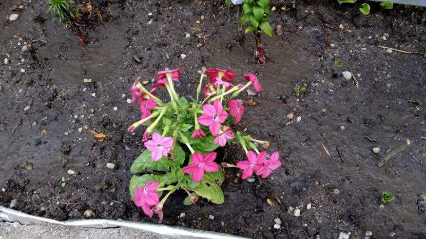  - Gradina Magura -Teleorman 2017