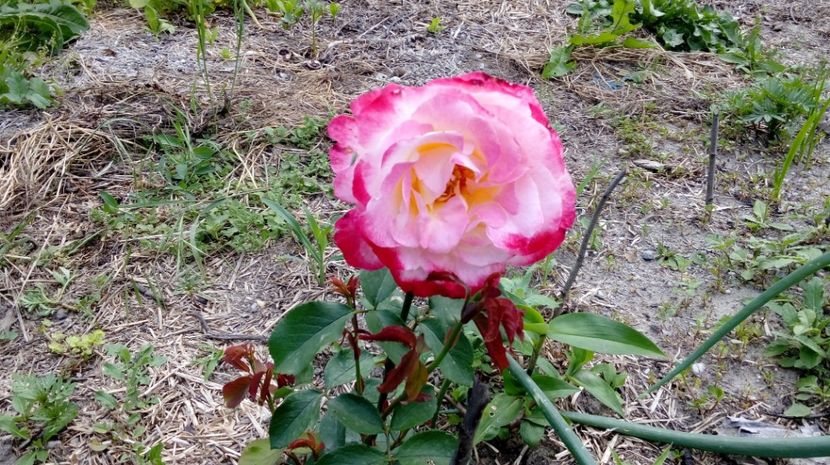  - Gradina Magura -Teleorman 2017