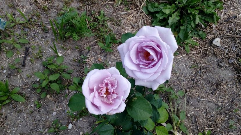  - Gradina Magura -Teleorman 2017