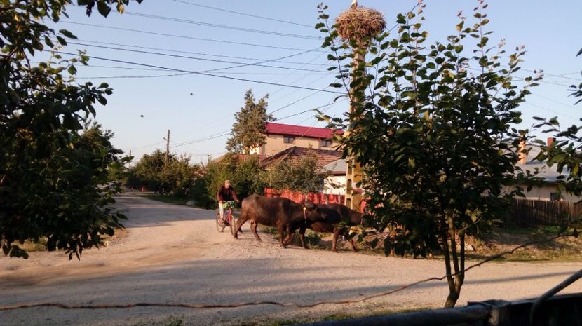  - Gradina Magura -Teleorman 2017