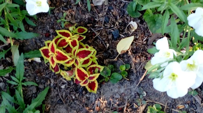  - Gradina Magura -Teleorman 2017