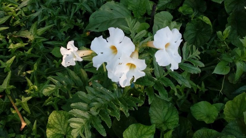  - Gradina Magura -Teleorman 2017