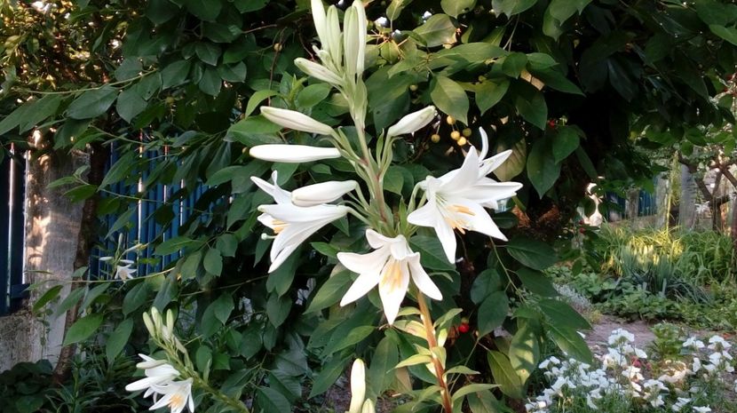  - Gradina Magura -Teleorman 2017