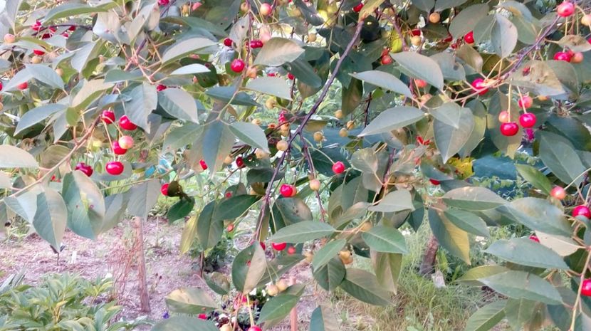  - Gradina Magura -Teleorman 2017