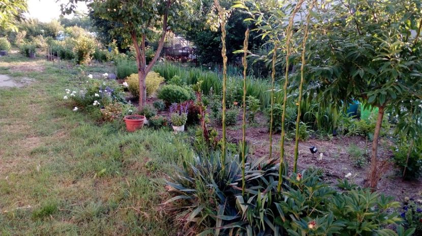  - Gradina Magura -Teleorman 2017