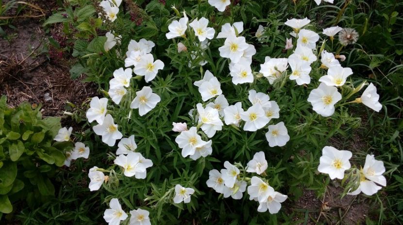  - Gradina Magura -Teleorman 2017