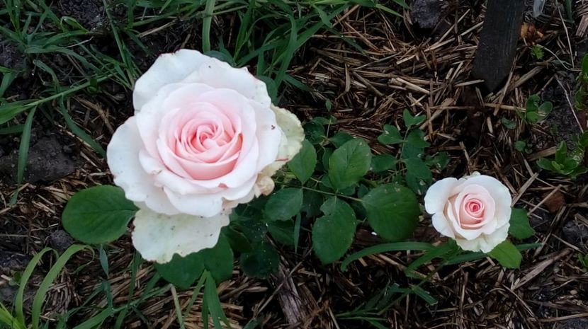  - Gradina Magura -Teleorman 2017