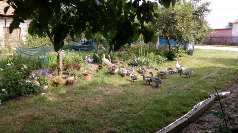  - Gradina Magura -Teleorman 2017