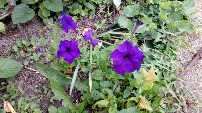  - Gradina Magura -Teleorman 2017