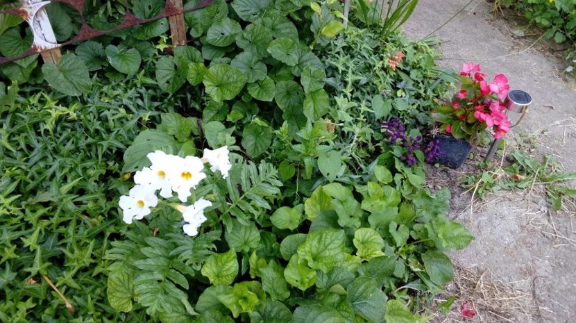  - Gradina Magura -Teleorman 2017