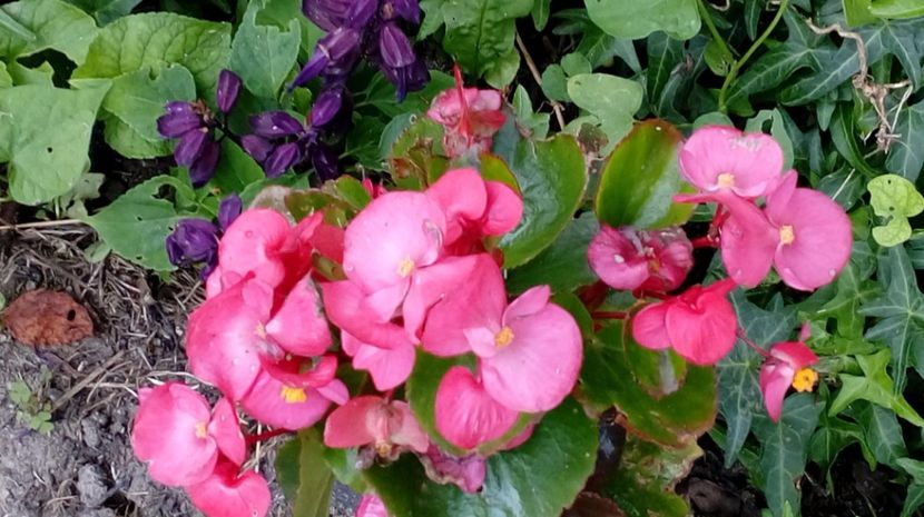  - Gradina Magura -Teleorman 2017