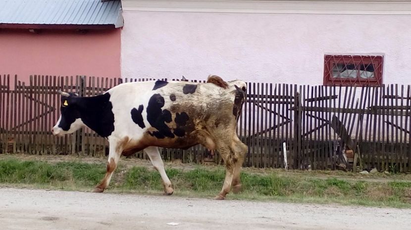  - Gradina Magura -Teleorman 2017