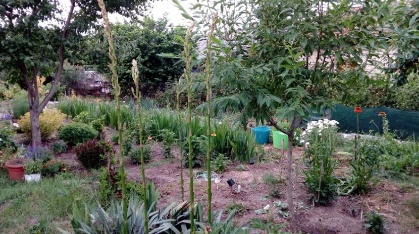  - Gradina Magura -Teleorman 2017