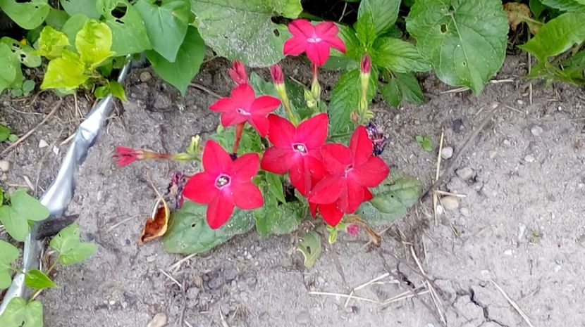  - Gradina Magura -Teleorman 2017