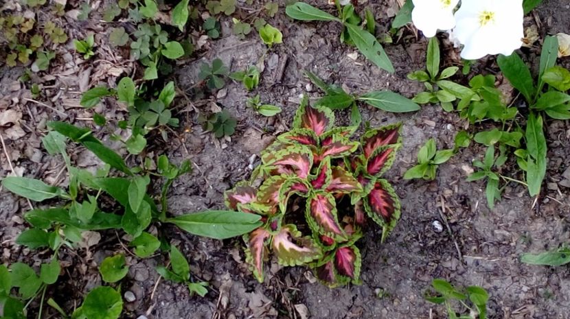  - Gradina Magura -Teleorman 2017