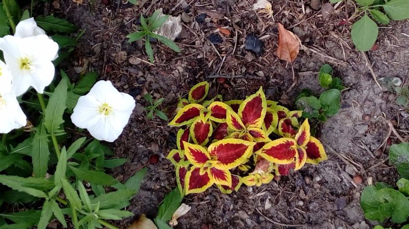  - Gradina Magura -Teleorman 2017