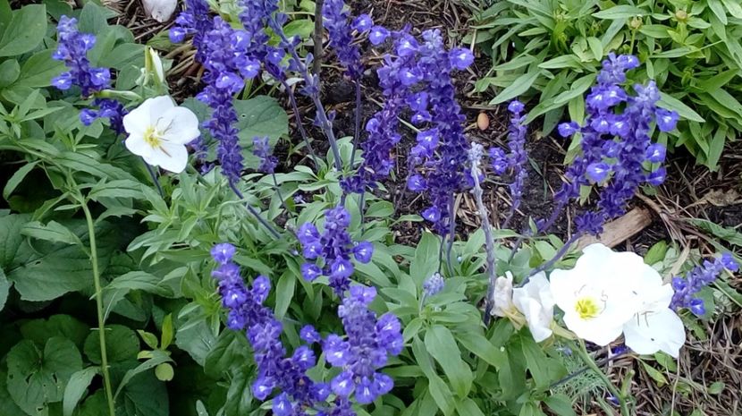  - Gradina Magura -Teleorman 2017