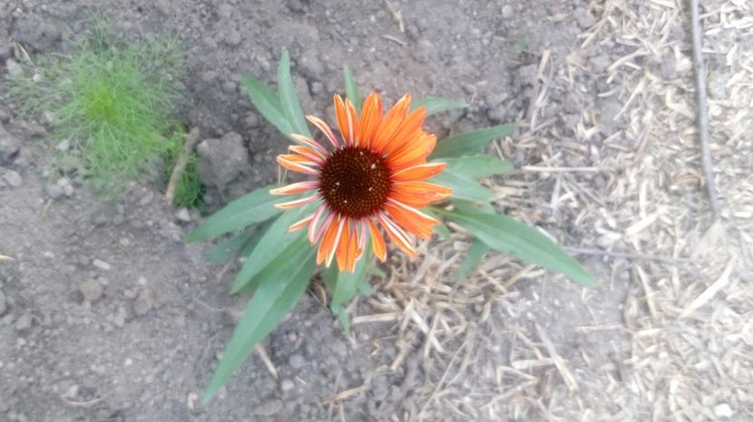  - Gradina Magura -Teleorman 2017