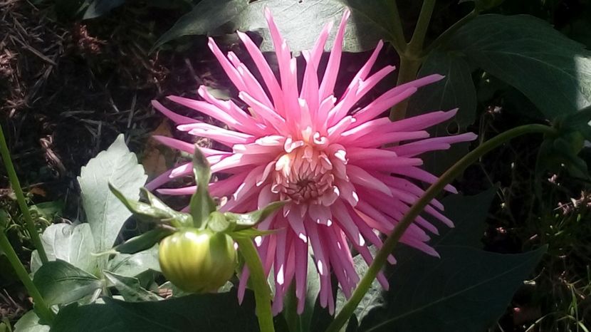  - Gradina Magura -Teleorman 2017