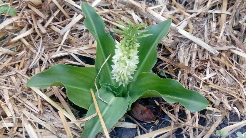  - Gradina Magura -Teleorman 2017