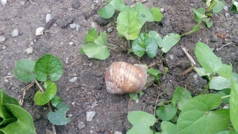  - Gradina Magura -Teleorman 2017