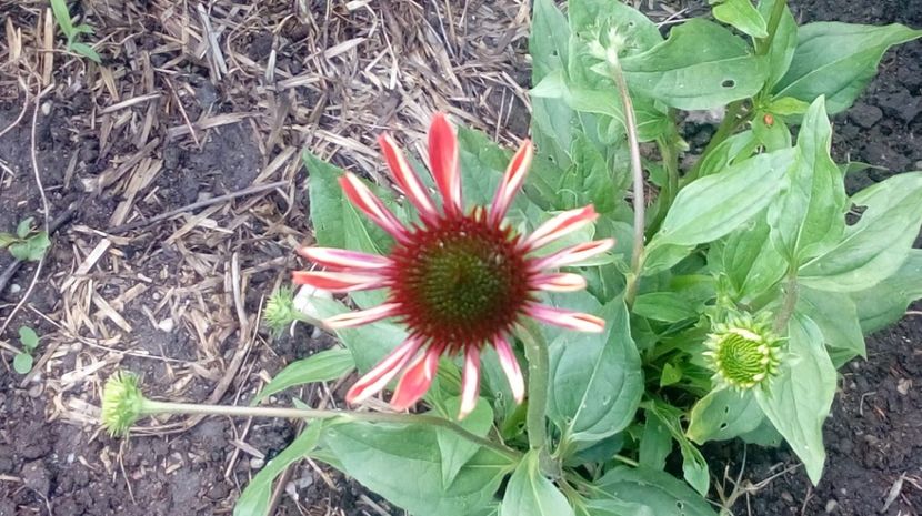  - Gradina Magura -Teleorman 2017