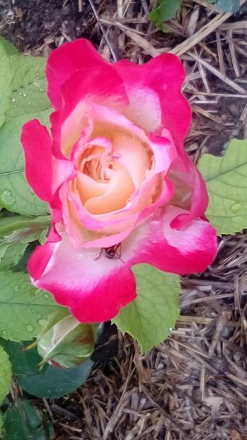  - Gradina Magura -Teleorman 2017