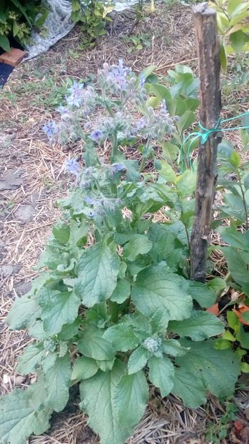  - Gradina Magura -Teleorman 2017