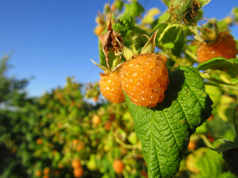 25 iun 2017 - o - Zmeura