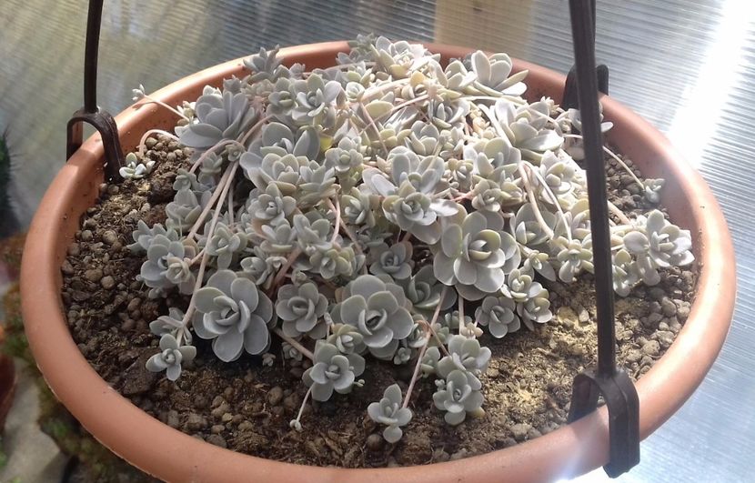 Orostachys iwarenge (chinese dunce cap) - Orostachys