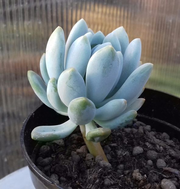 Pachyveria clavifolia - Pachyveria