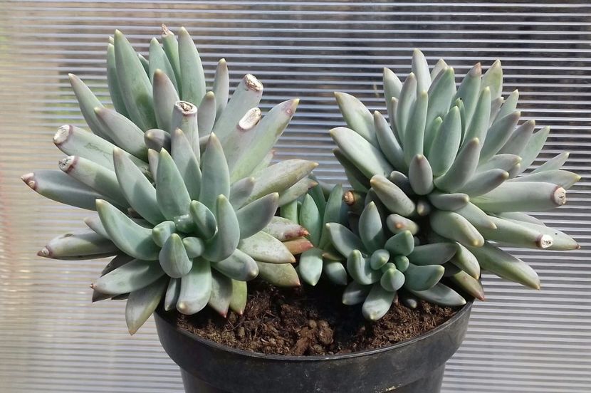 Pachyveria bea (glauca) - Pachyveria