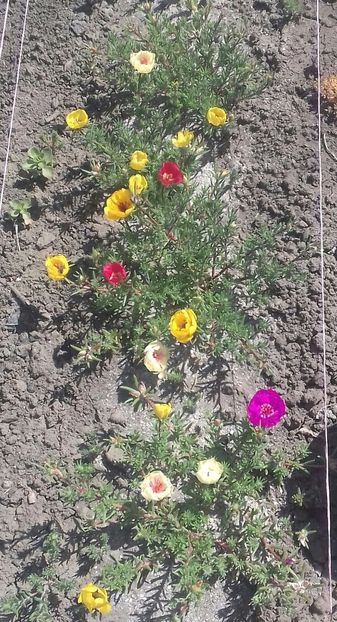  - Portulaca