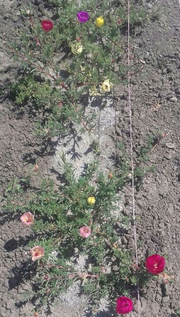  - Portulaca