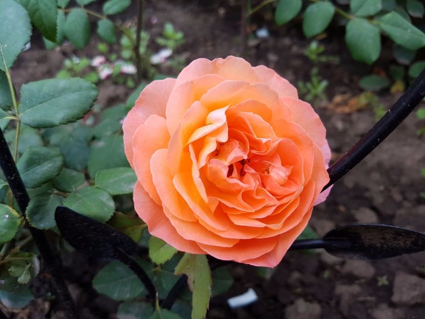  - lady emma hamilton