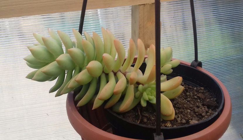 Sedum adolphii - Sedum