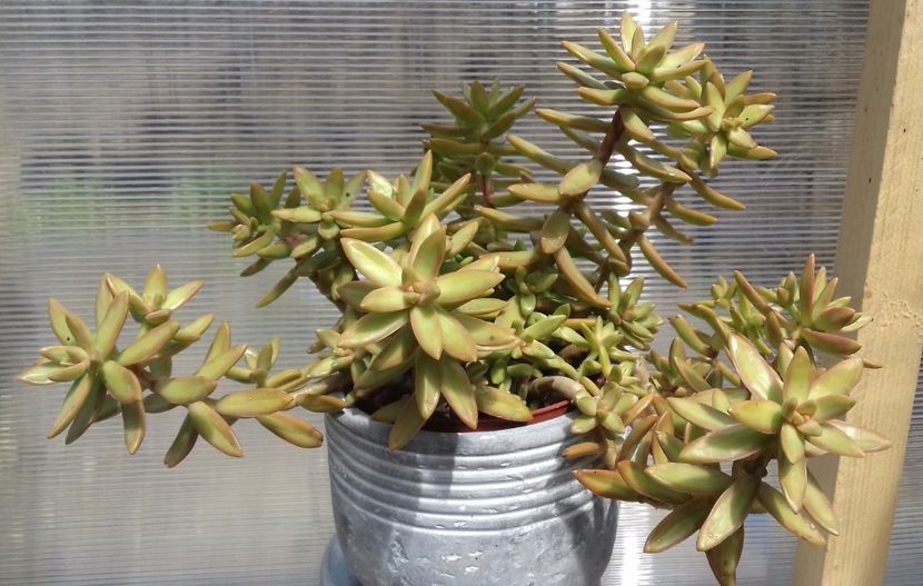 Sedum nussbaumerianum - Sedum