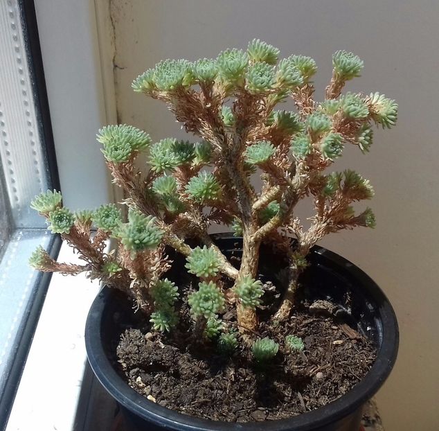 Sedum multiceps - Sedum