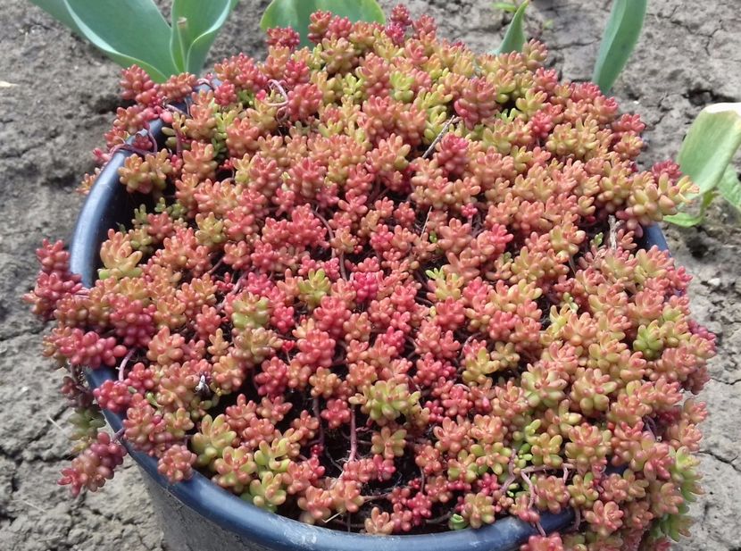 Sedum album coral carpet - Sedum