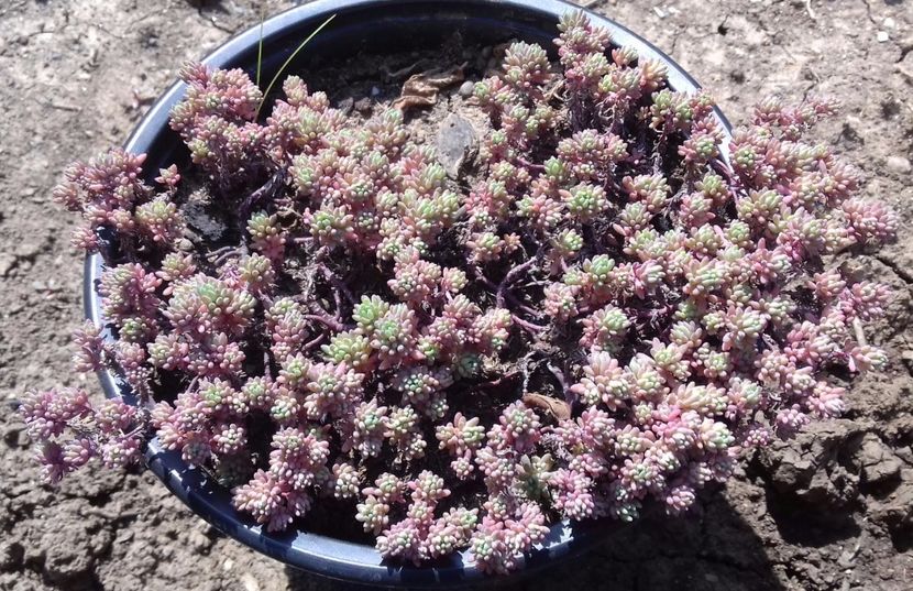 Sedum hispanicum minor - Sedum