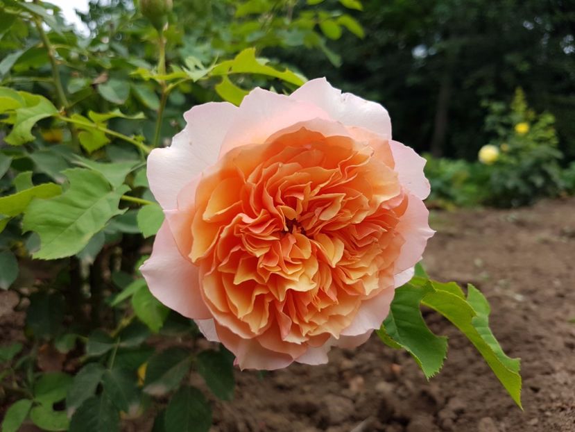  - Froufroutante Jackie