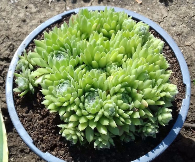 1 - Sempervivum