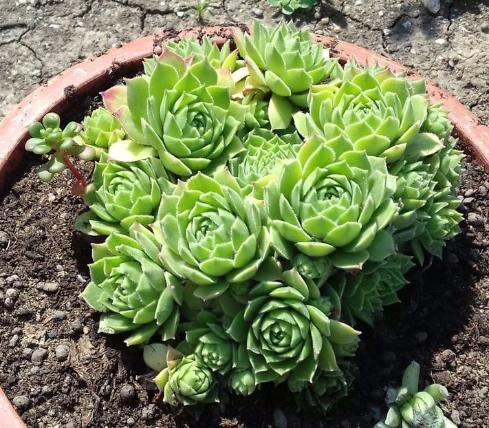 2 - Sempervivum