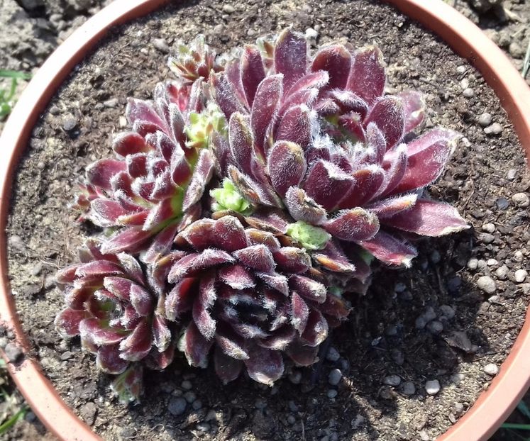 3 - Sempervivum